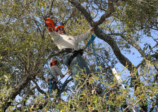 Trimming a Tree Branch